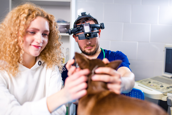 Veterinärmedizin lernen mit VR